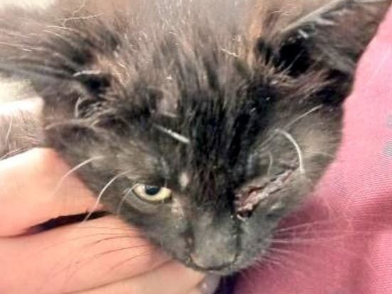 Chaton jeté d’un véhicule sur l’autoroute.  403 : Police provinciale de l’Ontario