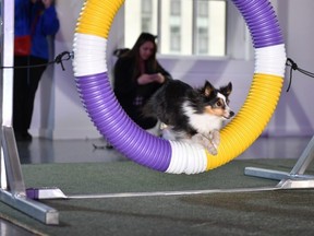 Rowan, un petit chien de berger des Shetland, est présenté lors de la 147e édition annuelle de l'exposition canine du Westminster Kennel Club Press Preview le 27 avril 2023 à New York.