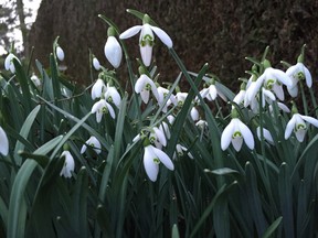 Il est prudent de commencer les premières étapes du jardinage printanier lorsque les premières floraisons comme les perce-neige apparaissent.