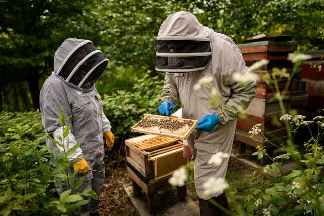 Journée mondiale des abeilles