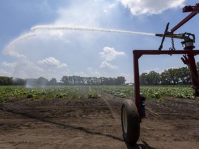 Vingt acres de courges goûtent à l'eau douce près de Komoka le mardi 7 juillet 2020 à partir d'un grand système d'irrigation sur le terrain.