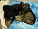 Les chiots bergers allemands Tia et Koda ont été laissés dans une boîte cachée dans des buissons au parc Byrne Creek de Burnaby.  Ils se rétablissent maintenant dans un foyer d'accueil après avoir reçu des soins d'urgence de la SPCA de la Colombie-Britannique à Burnaby et à Richmond.