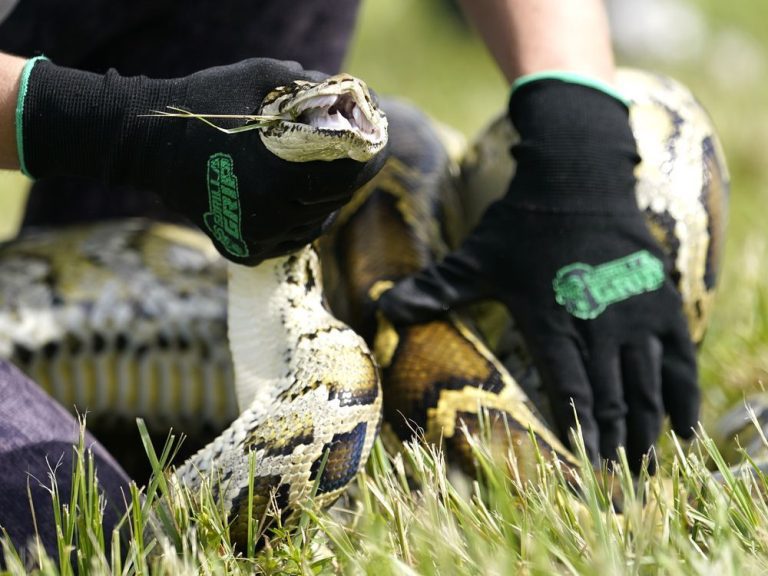 Un homme de Toronto arrêté pour avoir prétendument agressé quelqu’un avec un python