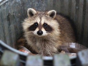 Un raton laveur dans une poubelle.