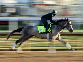 Rocket Can court sur la piste pendant l'entraînement du matin pour le Kentucky Derby à Churchill Downs le 04 mai 2023 à Louisville, Kentucky.