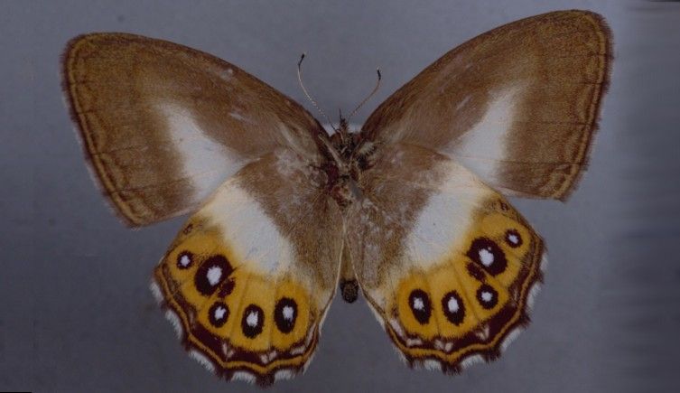 A butterfly named after Lord of the Rings villain Sauron