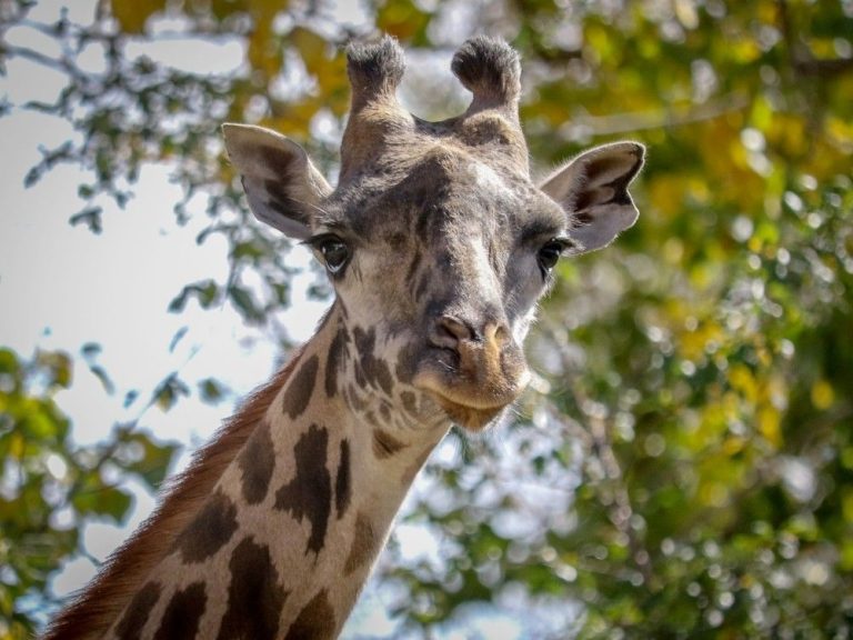 Une girafe du zoo de Calgary est décédée des suites d’une fracture du cou dans un « accident tragique » avec un câble