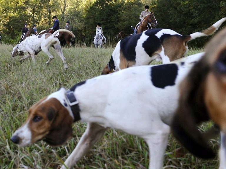 « UN SPORT DE CRUAUTÉ »: D’anciens agents de conservation contre l’expansion des chiens de chasse en Ontario