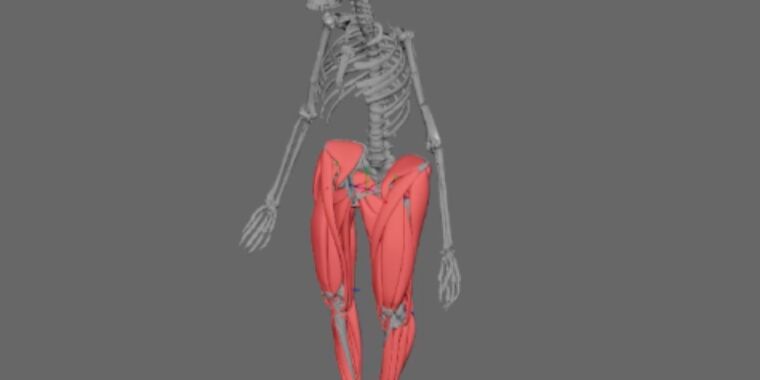 La reconstruction musculaire 3D montre que « Lucy », âgée de 3,2 millions d’années, marchait debout