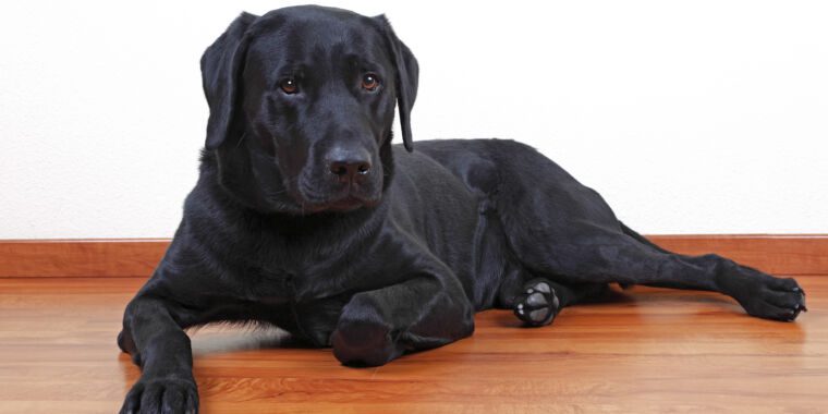 Un médecin qui a vendu une fausse dispense de vaccination COVID à un chien perd sa licence médicale