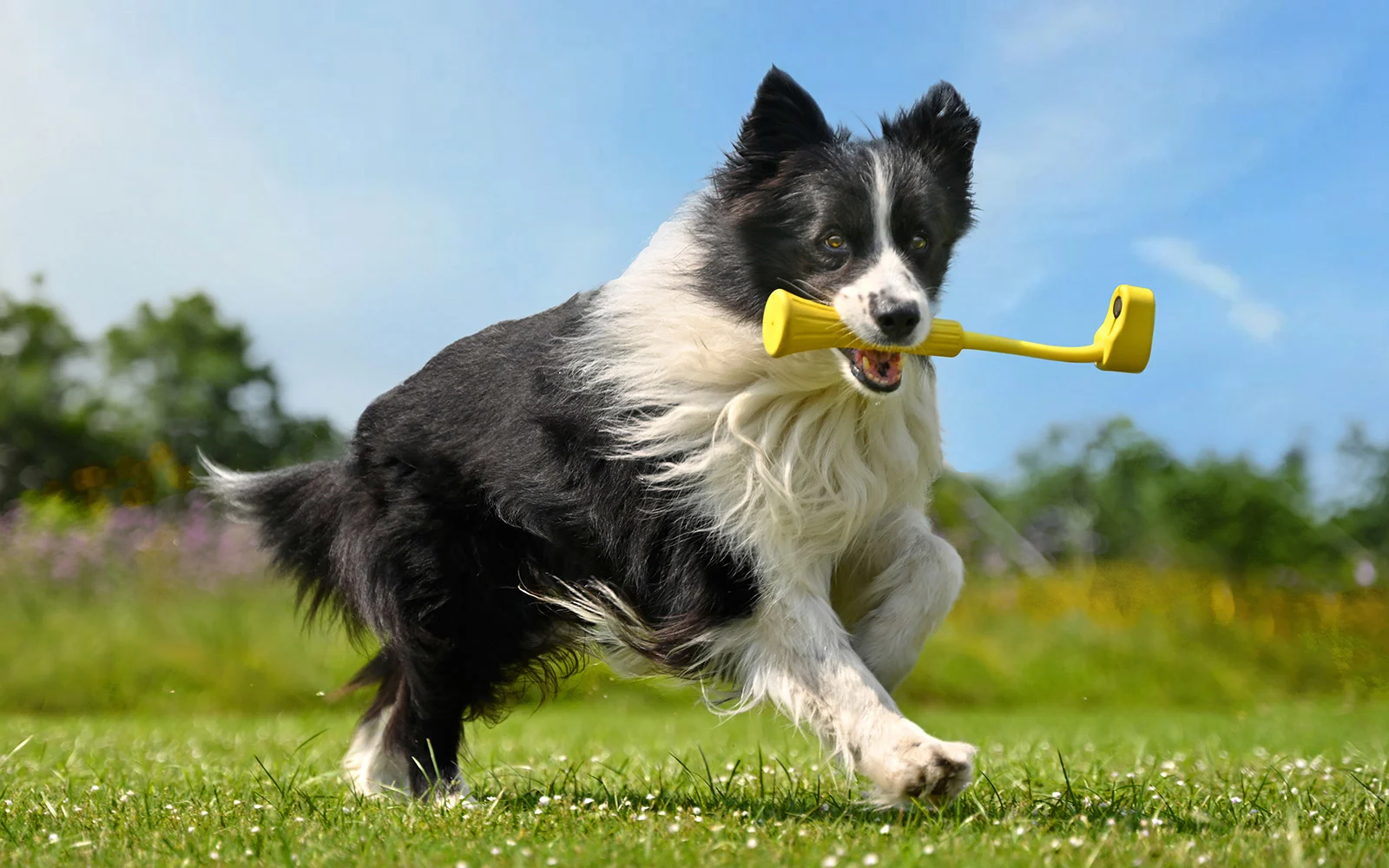 Un chien mordant sur un Fetch Stick avec une caméra d'action Insta360 Go 3 montée à l'extrémité.