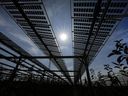 Des panneaux solaires spécialement montés sont installés sur une plantation d'arbres fruitiers à Gelsdorf, dans l'ouest de l'Allemagne.