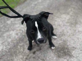 Le bouledogue américain Zeno, âgé de huit mois, a été attaqué sur les terrains de basket David et Mary Thompson à Scarborough par trois chiens en maraude le 4 juin 2023.