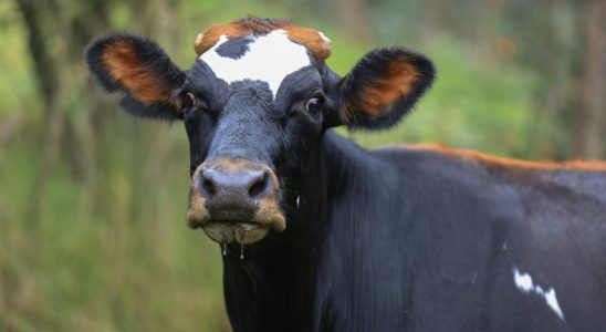 Photo of a cow