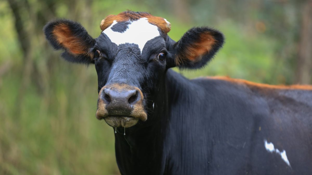 Photo of a cow