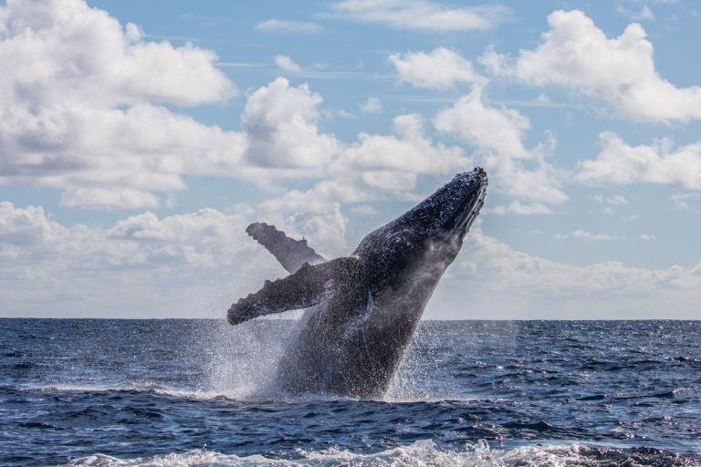 C’est un oiseau, c’est un avion, non, c’est une crypto baleine