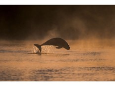 Open Hubei publie une vidéo pour célébrer le sauvetage d'un marsouin sans nageoires sur le fleuve Yangtze en 2022, après quoi la région a connu une augmentation de la population suite au remplacement des usines chimiques par des parcs riverains