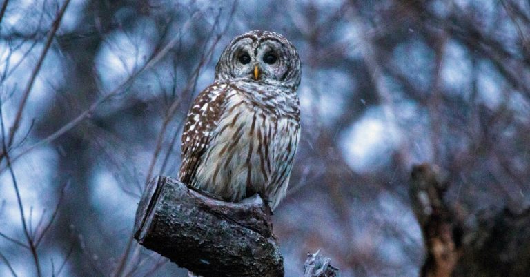 Critique de livre : « Ce qu’un hibou sait », par Jennifer Ackerman