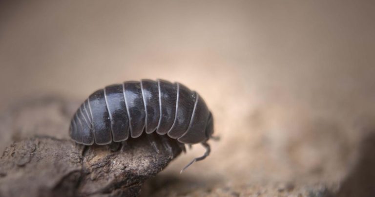 Des chercheurs donnent aux robots des roly-polies pour les mains