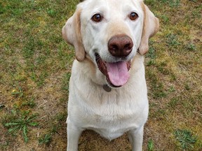 Hugo le chien est montré sur cette photo non datée