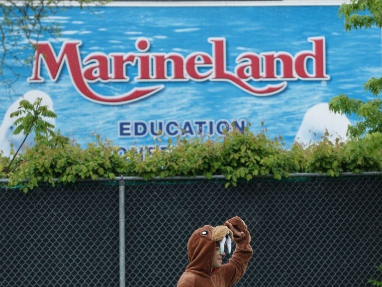 L’Ontario accuse Marineland de s’être occupé d’ours noirs