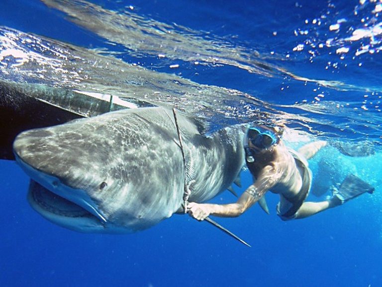 L’équipe de Netflix attaquée par des requins lors du tournage d’une nouvelle série d’Attenborough