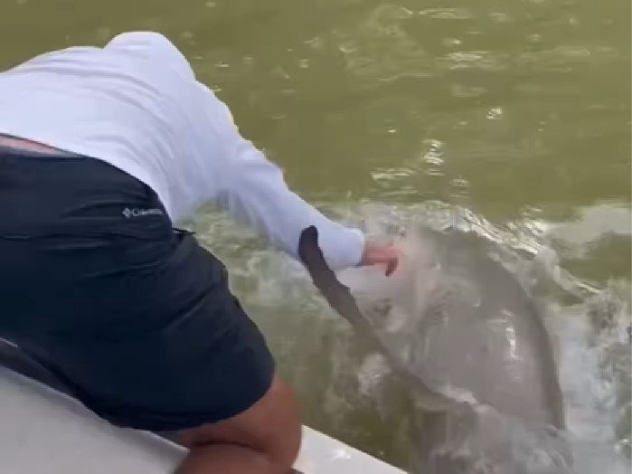 SCARY SIGHT: Un requin mord et entraîne un homme dans les eaux de la Floride