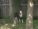 Des témoins affirment que ce chien a terrorisé leur quartier près de Coxwell Ave. et Gerrard St. E., attaquant plusieurs chiens et tuant un petit toutou.