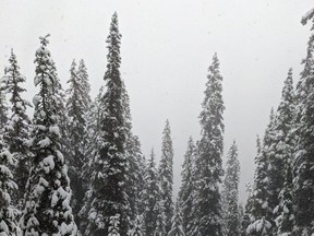 Raf Verbraeken et Arthur Van Eeghem de Bruxelles, en Belgique, ont vécu l'expérience canadienne complète ce mois-ci, se retrouvant jusqu'aux genoux dans la tempête de neige de Jasper en juin lors d'une randonnée pénible de 25 km vers la sécurité qui leur a pris plus de sept heures.