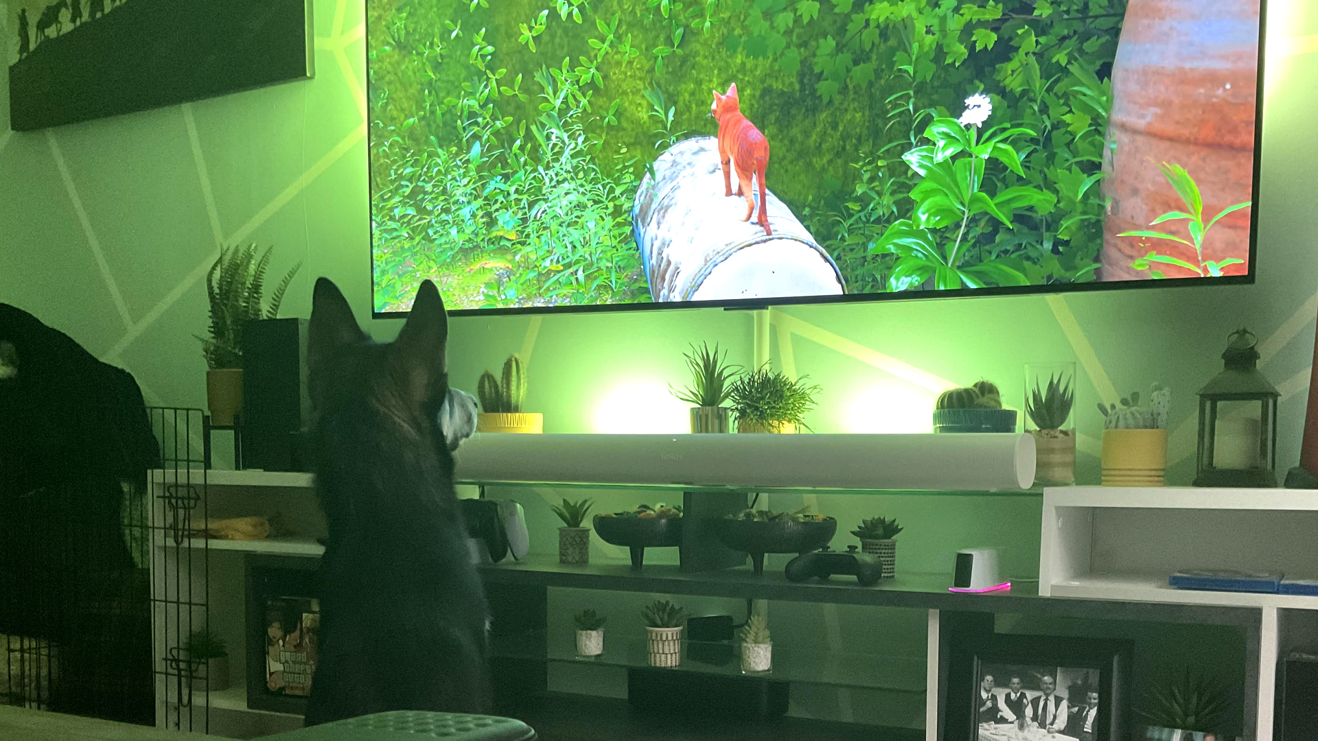 Chien qui regarde Stray