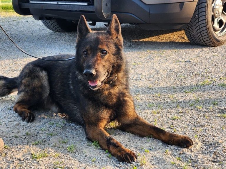 Nouveaux détails sur les drogues qui ont tué un chien policier, accusations contre le duo