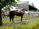 Le paddock de l'hippodrome de Hastings.