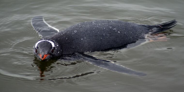 La physique de la façon dont les manchots papous peuvent nager rapidement sous l’eau