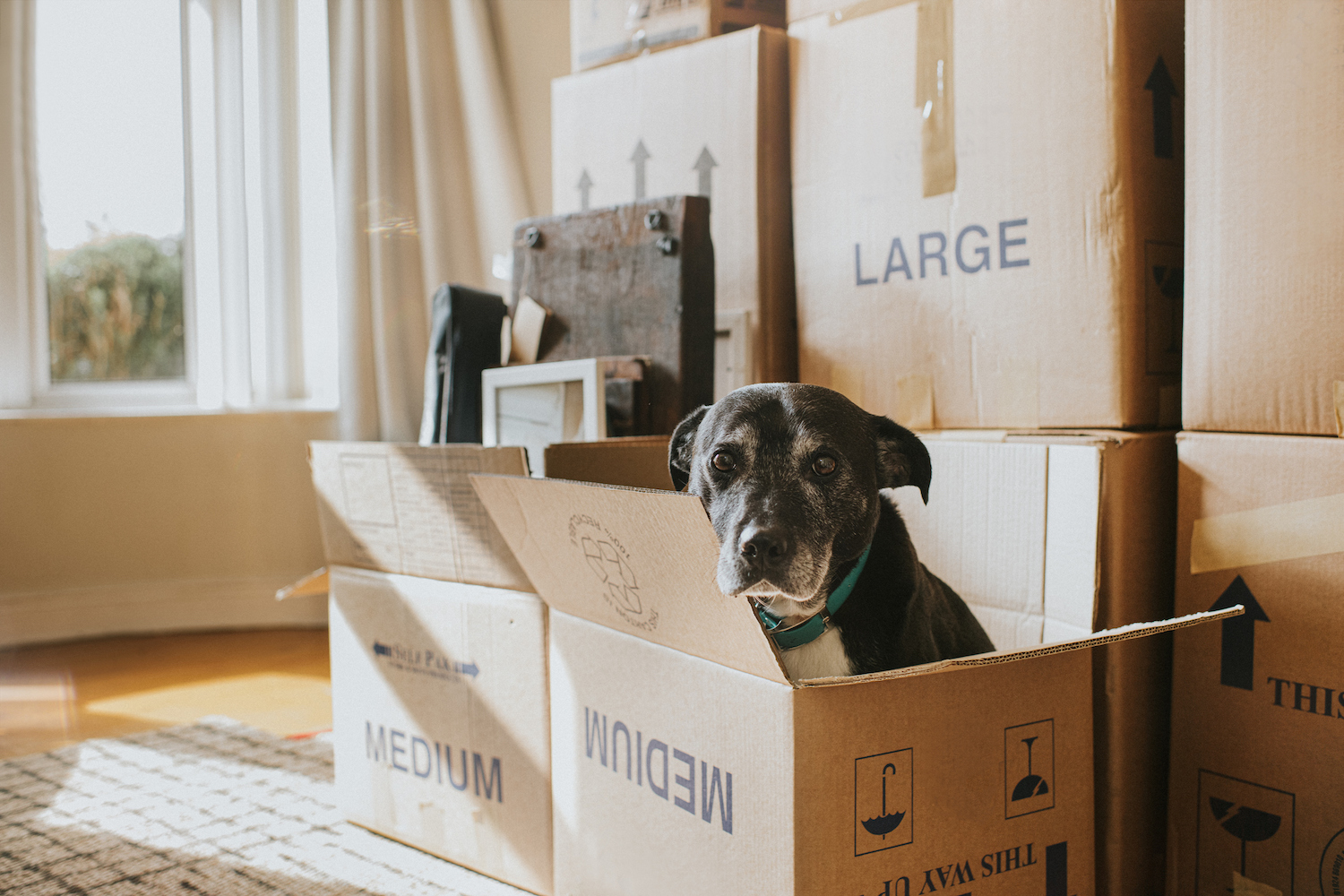 Un salon ensoleillé avec de nombreux cartons remplis de biens.  Au premier plan se trouve une boîte avec un chien noir qui regarde.  La fenêtre et les boîtes offrent un espace pour la copie.