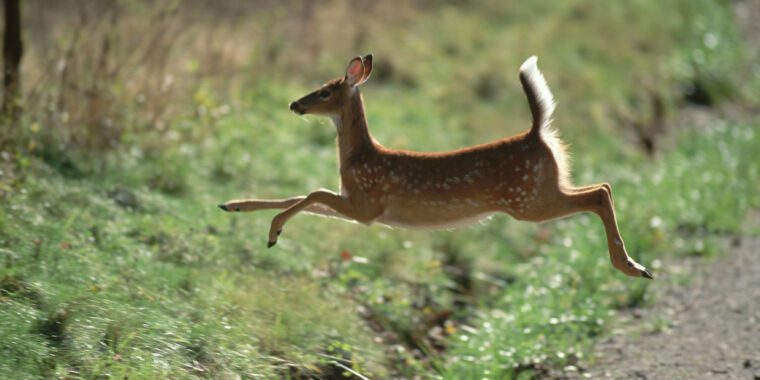 Un tiers des cerfs américains ont eu le COVID – et ils ont infecté des humains au moins 3 fois