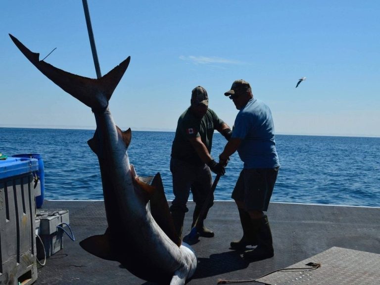 De nouvelles règles gouvernementales mettent fin aux derbys de pêche au requin distinctifs de la Nouvelle-Écosse