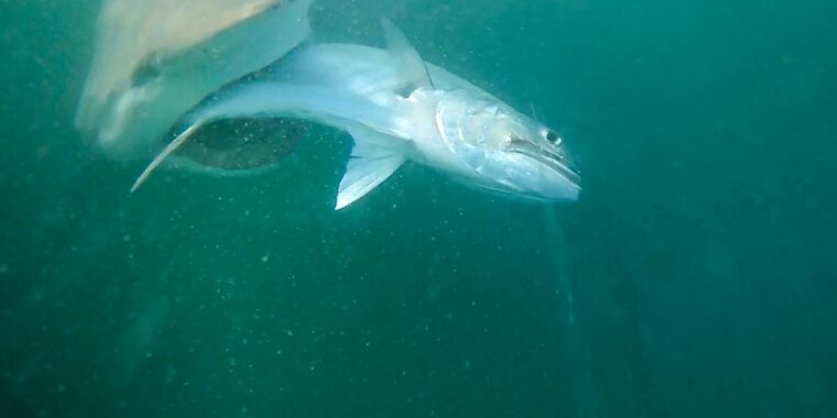 Ce sont des requins astucieux qui volent du poisson contre des pêcheurs dans Bull Shark Bandits de NatGeo