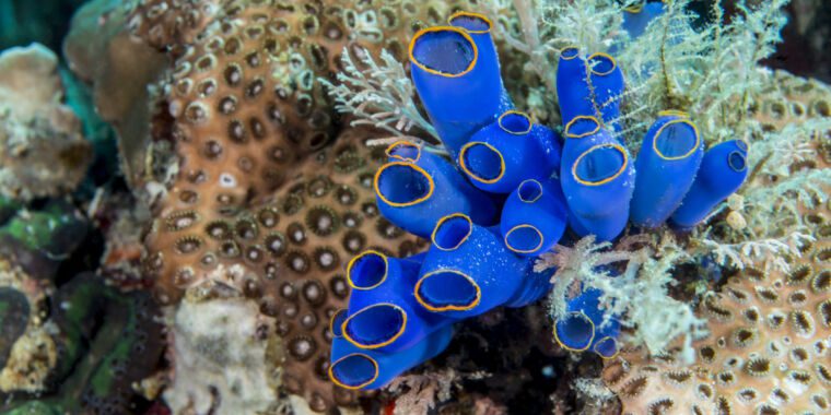 Une étrange créature marine antique fait remonter le mystère de l’évolution à la surface