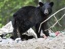 Dans cette photo d'archive prise le 1er juin 2016, un ours noir cherche de la nourriture dans la réserve de la Première Nation de Fort McMurray en Alberta. 