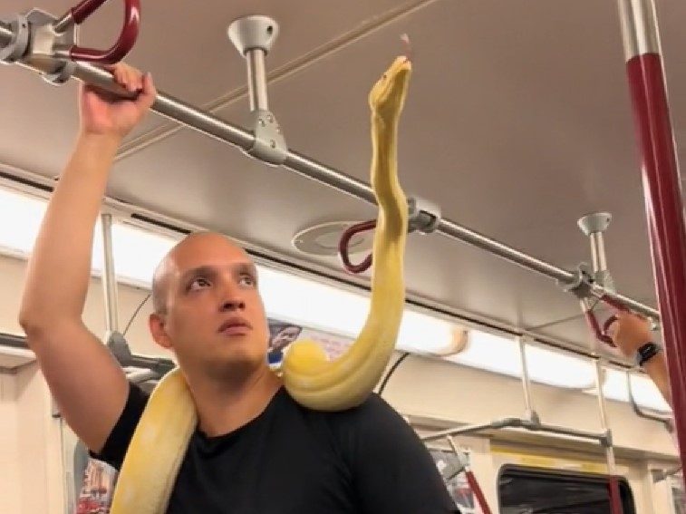 Un homme filmé dans une rame de métro TTC avec un énorme serpent