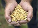 Un agriculteur détient du soja en Ontario. 