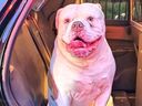 Champ, un bouledogue américain, prend une pause après avoir alerté sa famille d'un incendie à Huntsville.