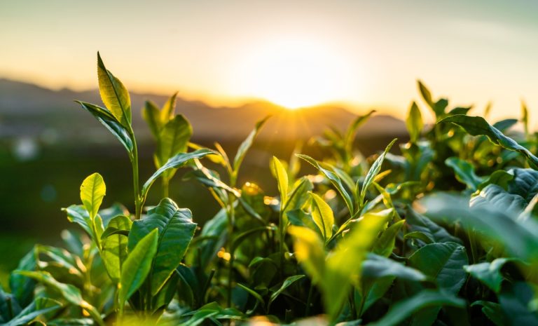 Brinc lance un nouveau programme pour les startups de la technologie climatique