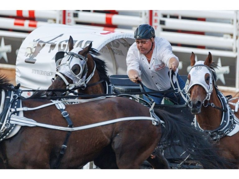 Cheval euthanasié après une blessure lors de la course de chariots du Stampede de Calgary