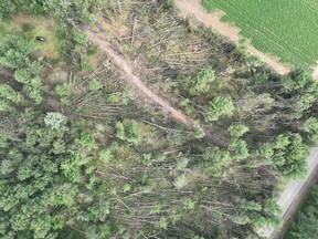 Les arbres tombés sont vus d'en haut