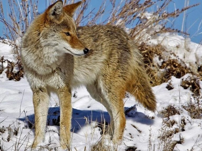 Deuxième enfant attaqué par un coyote à Winnipeg