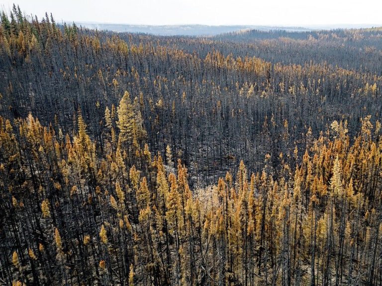 Les incendies de forêt au Canada brûlent un record de 25 millions d’acres sans fin en vue