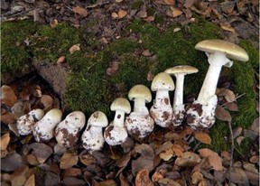 Champignon du bonnet de la mort