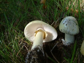 Amanita phalloides, plus connue sous le nom de champignon mortuaire, contient des toxines qui peuvent causer des dommages au foie et aux reins et éventuellement la mort.