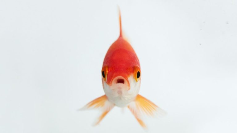 A goldfish in water.